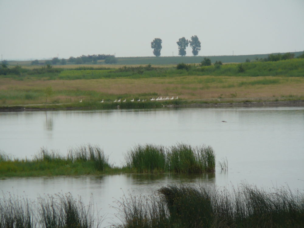 Projectbeeld bij Herstel van uiterwaarden langs de Donau